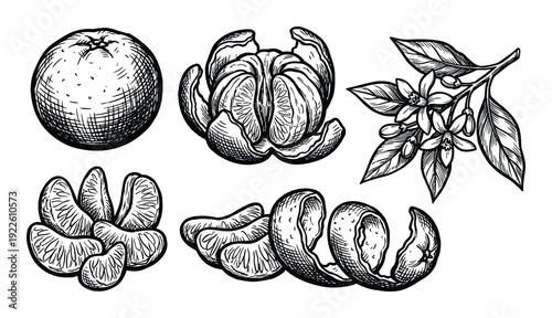 Engraved mandarin oranges illustration, peeled, segments and blooming branch drawing vector
