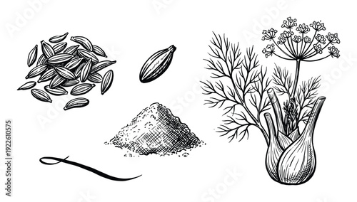 Fennel plant illustration, seeds, bulb and powder sketch style drawing, spices and herbs