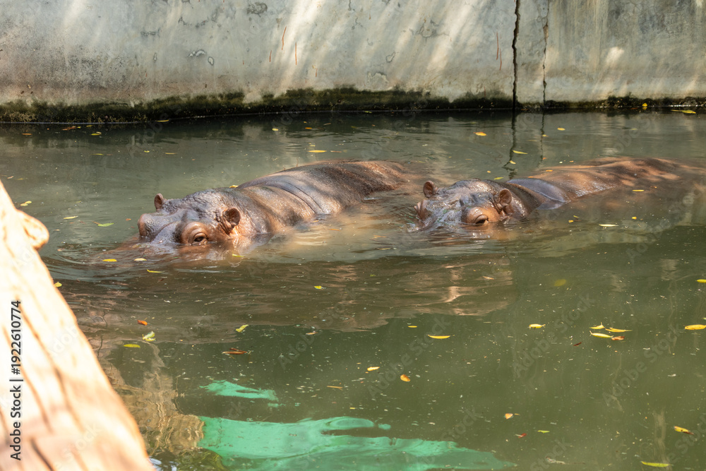 Fototapeta premium Two hippopotamuses are in the water, large hippo in the zoo, national wildlife animal. Hippopotamus in waterhole.