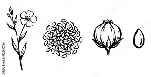 Flax plant drawing, seeds, pod and seed isolated illustration.