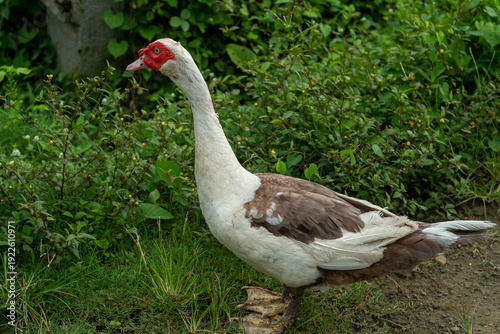goose on the meadow
