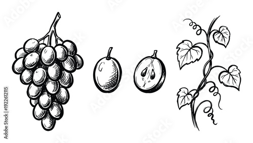 Grapes drawing bunch, whole, sliced grape, leaves illustrations.