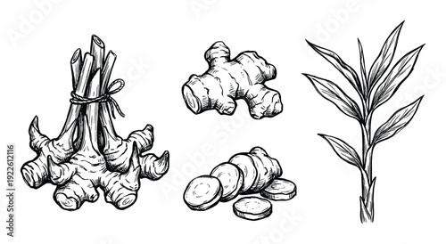 Ginger roots and leaves illustration, sketch style, fresh spice, culinary herb vector drawing