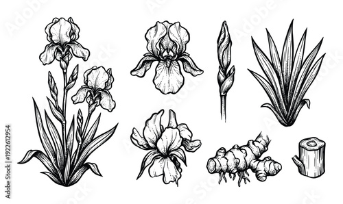 Hand-drawn illustration of iris flowers, leaves, buds, rhizome, and plant stem detail.