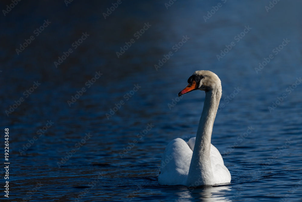 Fototapeta premium Elegant white mute swan swimming on the deep blue water