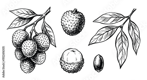 Lychee fruit vector illustration with branch, leaf, seed, and peeled lychee detail drawing isolated.