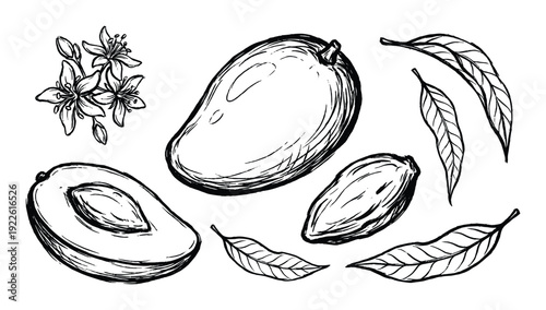 Mango fruit botanical drawing vector, leaves, flowers, and sliced mango illustration