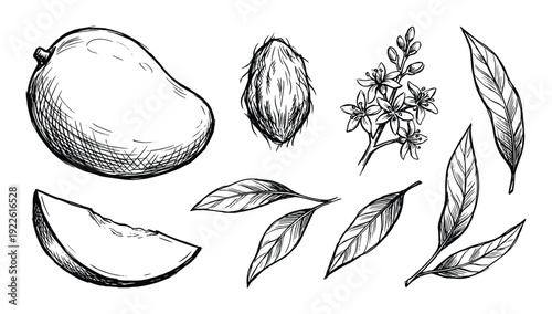 Mango fruit sketch set, mango seed, leaves, and blossom drawing illustration, botanical art