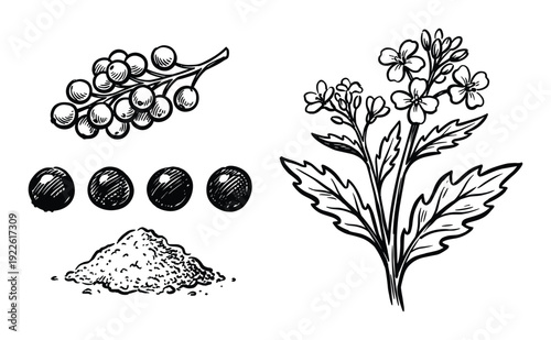 Mustard plant illustration with seeds and powder, black and white drawing