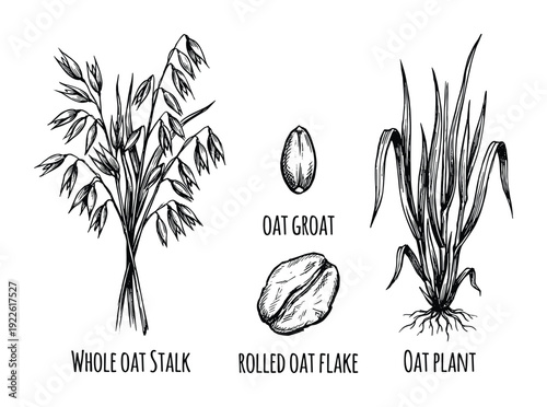 Oat plant growth stages illustration. Whole oat stalk, oat groat, rolled oat flake, and oat plant vector drawing.