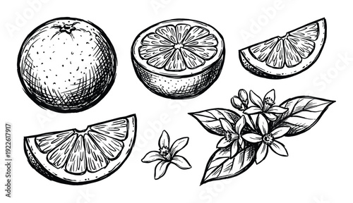 Orange fruit sketches illustration, including orange slices and orange blossoms drawing