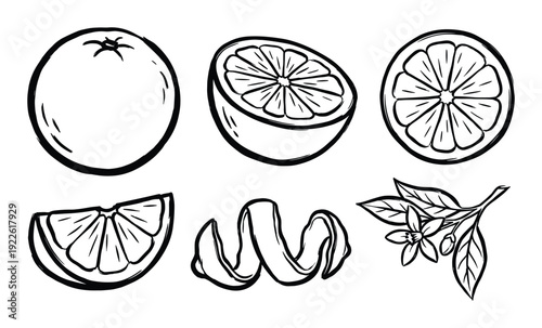 Orange fruit line art vector illustration with slice, peel and blossom set