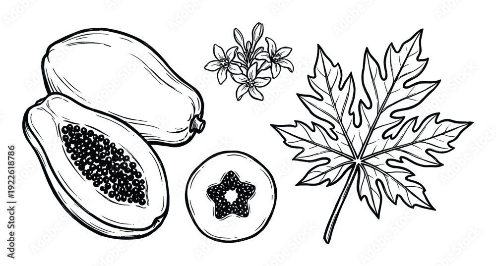 Fototapeta premium Papaya fruits with leaf and flowers vector illustration. Hand drawn papaya slice with seeds