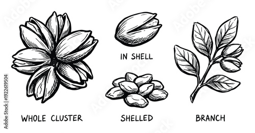 Pistachio illustration with whole cluster, shelled nuts, in shell and a branch, detailed drawing