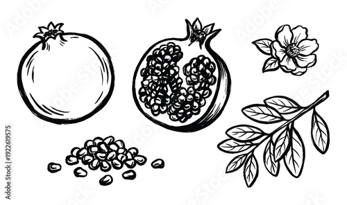 Pomegranate botanical illustration, whole fruit, cut fruit, seeds, flower, and branch illustration