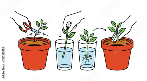 Plant propagation process with cuttings and rooting in water illustrated