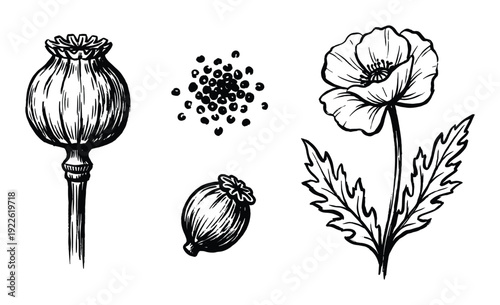 Poppy plant drawing with seed pods and flower blossom, black and white line art