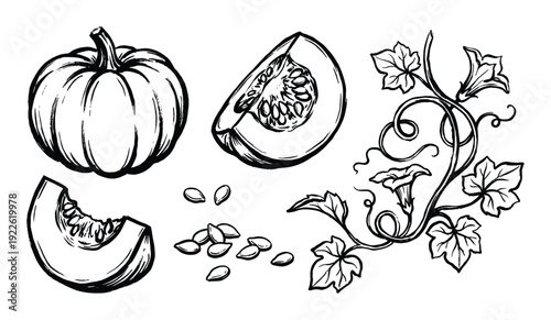 Pumpkin slices, seeds, vine vector illustration. Hand-drawn black and white sketch of autumn harvest