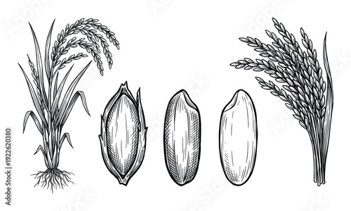 Rice plant illustration with grain stages detailed vector drawing