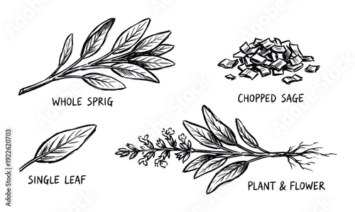 Sage herb plant vector illustration, whole sprig, chopped, single leaf, plant and flower drawing
