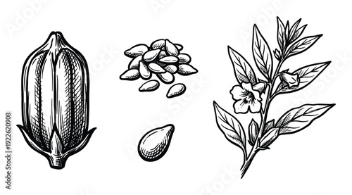 Sesame plant vector illustration, seeds, pod, and flower. Botanical drawing and line art style.
