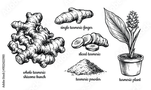 Turmeric plant illustration with rhizome, finger, slices, and powder