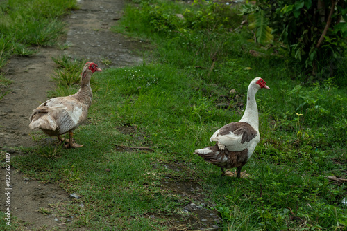 white duck in the park