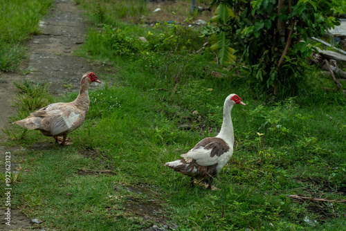 white duck in the park