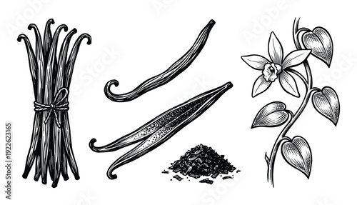 Vanilla pods, vanilla flower, and powder illustration, botanical drawing engraving style
