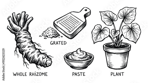Wasabi rhizome stages: whole, grated, paste, and plant illustration