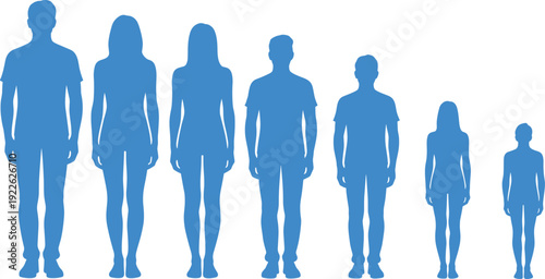 Human silhouettes lineup illustration, height progression male female figures demographic comparison design, vector artwork, identity and education theme, isolated background