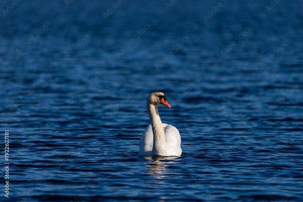 Fototapeta premium White swan on the blue water of a wild pond