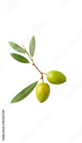 Wallpaper Mural A single vibrant green olive with a delicate branch and leaves, set against a clean white background,  plant,  single Torontodigital.ca