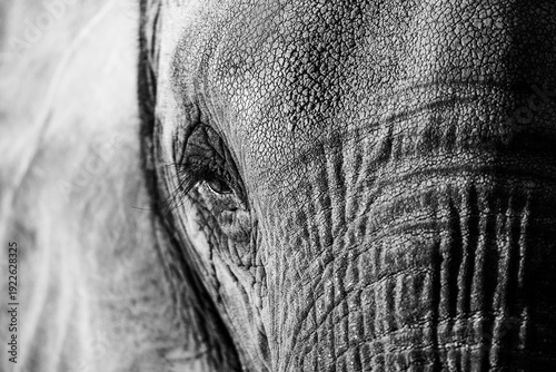 elephant eye close up
