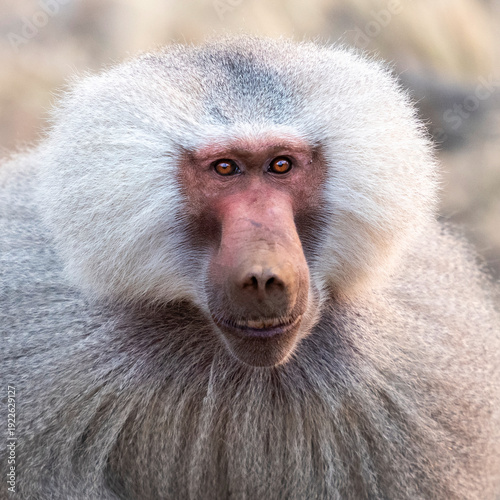 portrait of baboon
