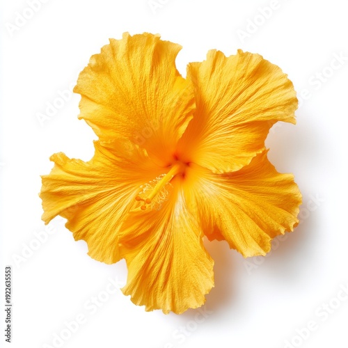 Vibrant Yellow Hibiscus Flower on White Background Perfect for Nature and Floral Themed Designs
