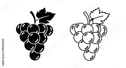 Black and white grapes illustration, vector art, fruit drawing, vine illustration Vector
