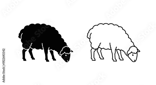 Black and white sheep grazing on green grass, vector illustration of two sheep Vector