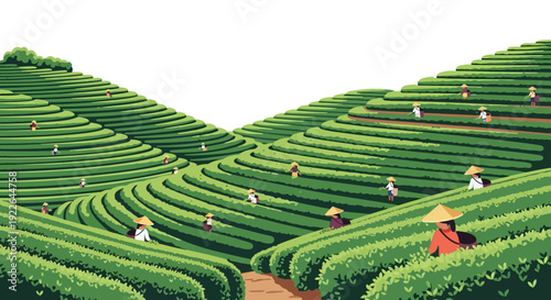 Lush Green Tea Plantation Terraces with Farmers Harvesting Leaves in Scenic Rural Landscape
