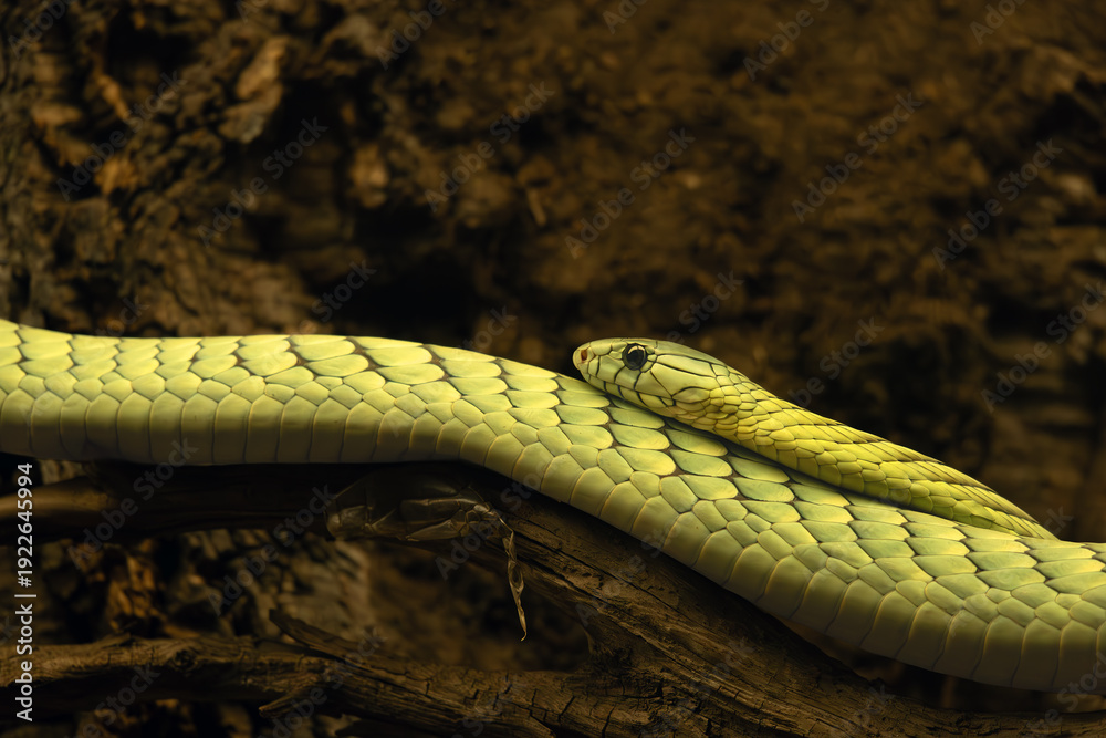 Fototapeta premium Western green mamba (Dendroaspis viridis), portrait of the large green venomous snake of West Africa.