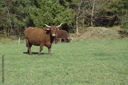 view of cows grazing on meadow in France