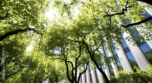 Looking up through lush green tree branches towards a bright sun with building facade visible in background evoking calm and natural feelings
