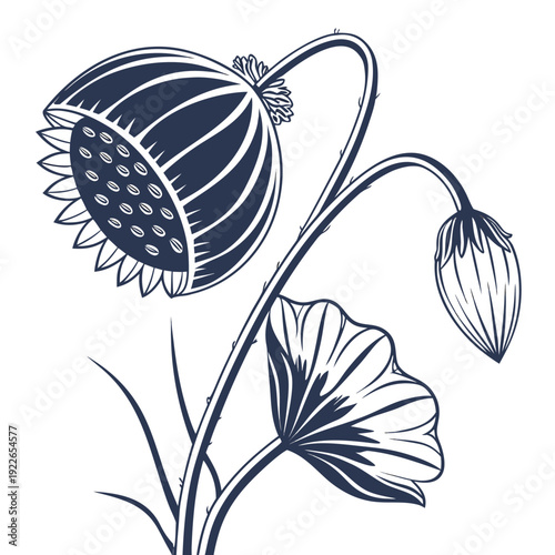 lotus seed pod vector
