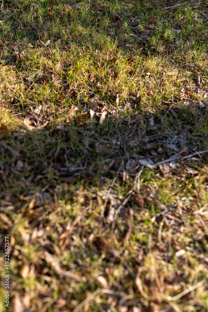 Fototapeta premium 木漏れ日と落ち葉のナチュラル背景素材（コピースペース）