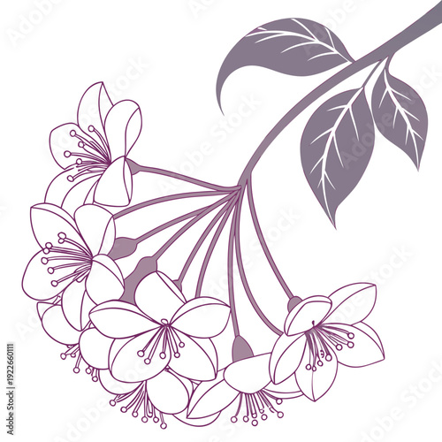 hoya flower vector