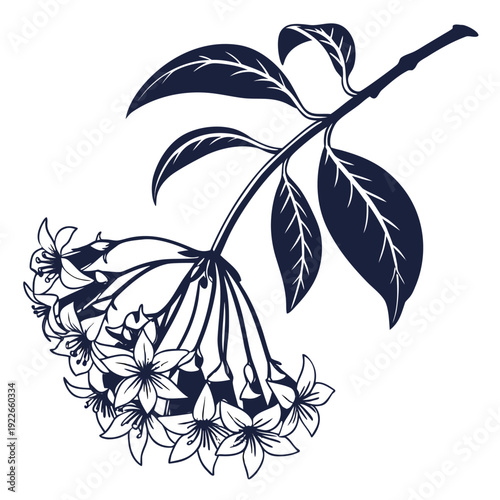 hoya flower silhouette on white background