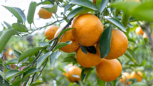 Juicy tasty orange fruits in the tree. Beautiful fresh ripe oranges on tree branches in agricultural garden. Fresh organic orange orchard in farm.