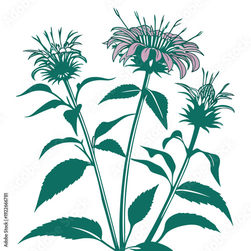 bee balm silhouette on white background