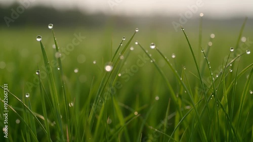 Serene green grass field with dew drops on blades of grass