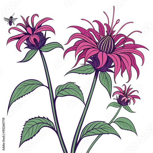 bee balm colorful on white background